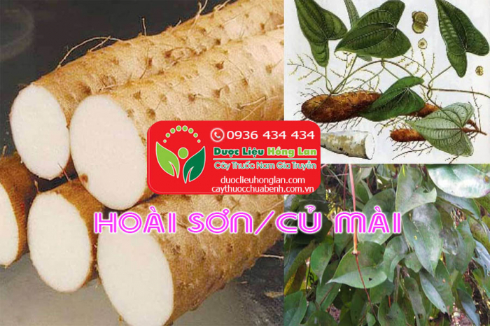 Mua bán Củ Hoài Sơn (Củ Mài) khô giá từ 100.000đ/1kg giao hàng toàn quốc