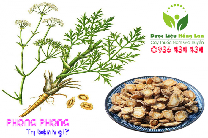 Mua bán Cây Phòng Phong khô giá từ 205.000đ/1kg giao hàng toàn quốc