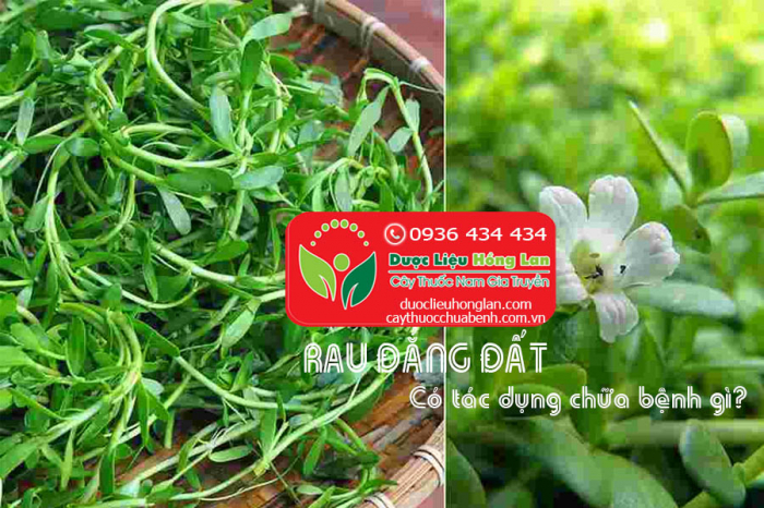 Mua bán Cây rau đắng đất khô giá từ 60.000đ/1kg giao hàng toàn quốc