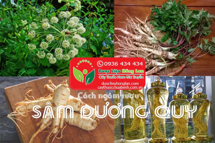 Mua bán Sâm đương quy khô giá từ 320.000đ/1kg giao hàng toàn quốc