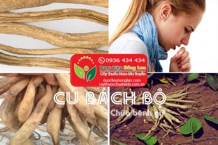 Mua bán Củ Bách Bộ (Củ 30) khô giá từ 140.000đ/1kg giao hàng toàn quốc