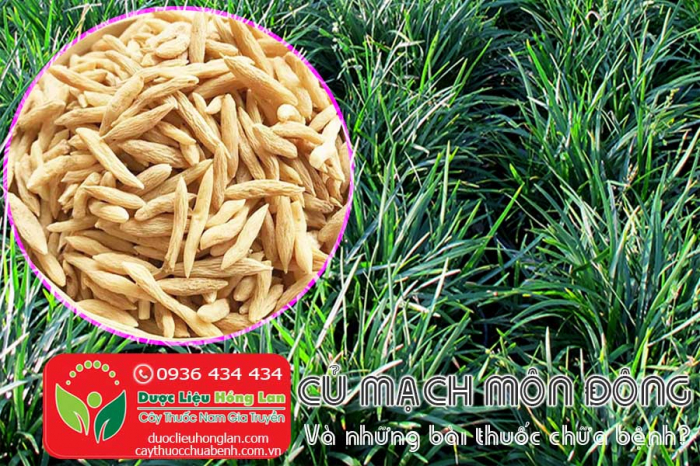 Mua bán Củ Mạch môn Đông (củ tóc tiên) giá từ 170.000đ/1kg giao hàng toàn quốc