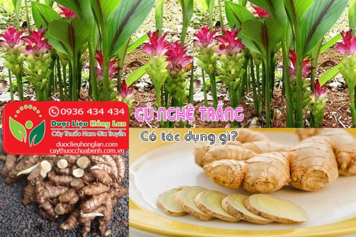 Mua bán Củ Nghệ trắng khô giá từ 90.000đ/1kg giao hàng toàn quốc