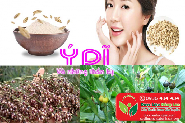 Mua bán Hạt ý dĩ khô giá từ 90.000đ/1kg giao hàng toàn quốc