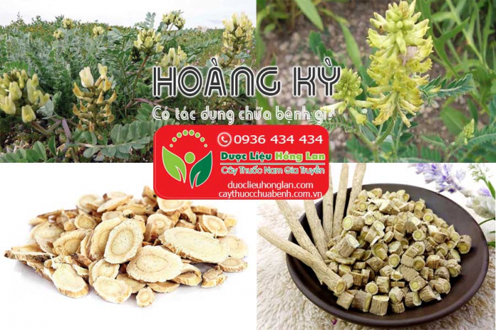 Mua bán Hoàng Kỳ giá từ 160.000đ/1kg giao hàng toàn quốc