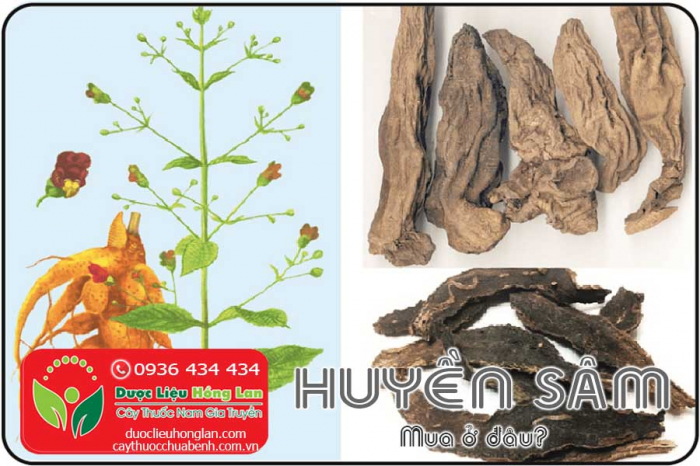 Mua bán Huyền Sâm giá từ 170.000đ/1kg giao hàng toàn quốc