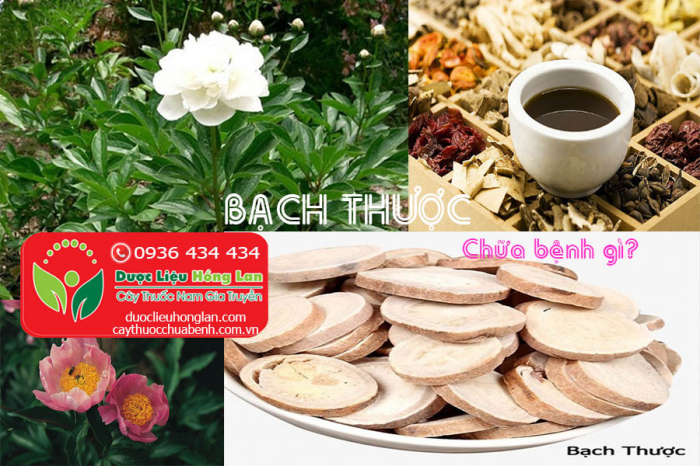 Mua bán Cây thuốc Bạch Thược khô giá từ 145.000đ/1kg giao hàng toàn quốc