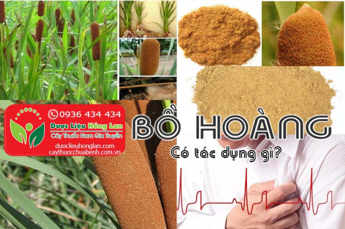 Mua bán Bồ hoàng giá từ 130.000đ/1kg giao hàng toàn quốc