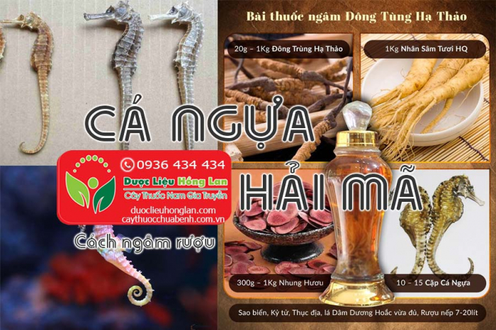 Mua bán Hải mã (cá ngựa) giá từ 160.000đ giao hàng toàn quốc