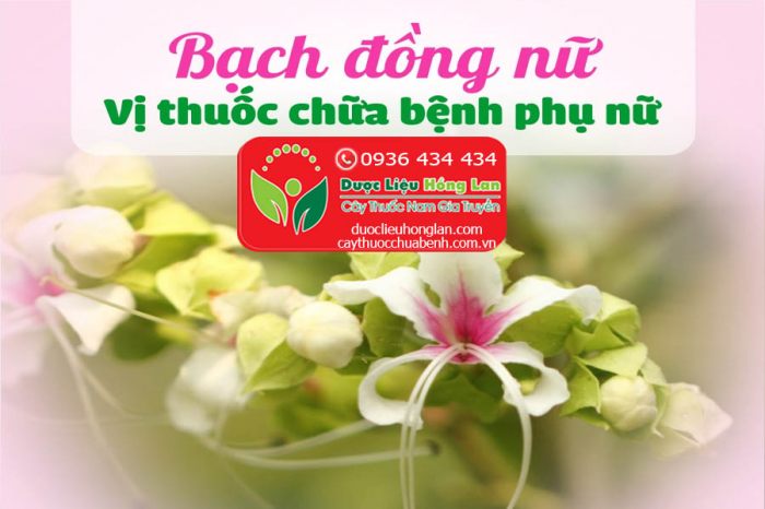 Mua bán Cây bạch đồng nữ giá từ 55.000đ/1kg giao hàng toàn quốc