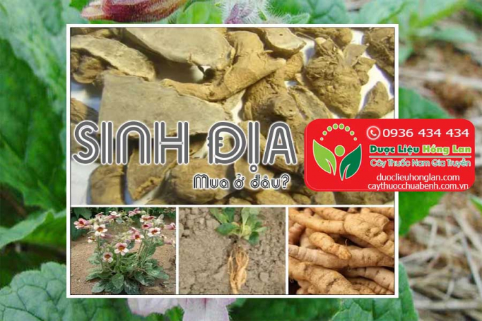 Mua bán Sinh Địa (Địa Hoàng) giá từ 150.000đ/kg giao hàng toàn quốc