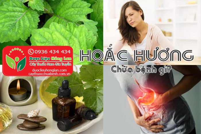 Mua bán cây hoắc hương giá từ 70.000đ/1kg giao hàng toàn quốc