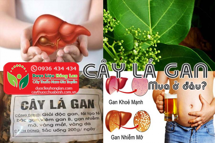 Mua bán Cây lá gan khô giá từ 55.000đ/1kg giao hàng toàn quốc