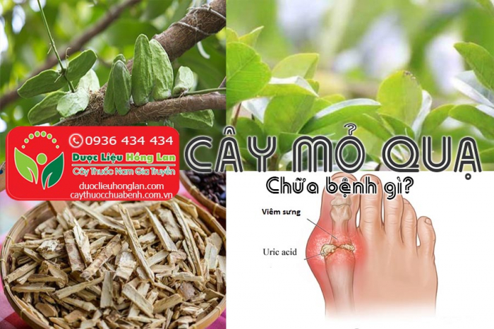 Mua bán cây mỏ quạ giá từ 130.000đ/1kg giao hàng toàn quốc