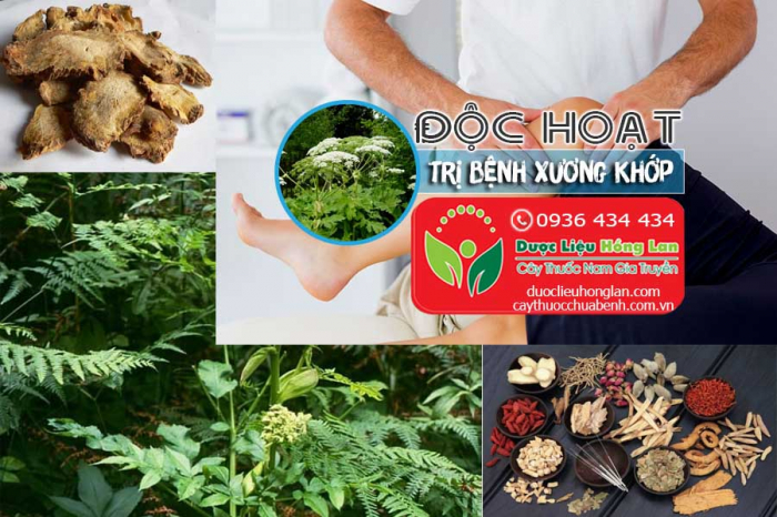 Mua bán Độc hoạt giá từ 130.000đ/kg giao hàng toàn quốc