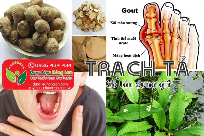 Mua bán Trạch tả giá từ 90.000đ/kg giao hàng toàn quốc