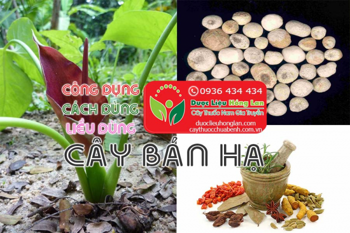 Mua bán củ cây bán hạ giá từ 130.000đ/1kg giao hàng toàn quốc