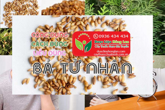 Mua bán Bá tử nhân giá từ 380.000đ/1kg giao hàng toàn quốc