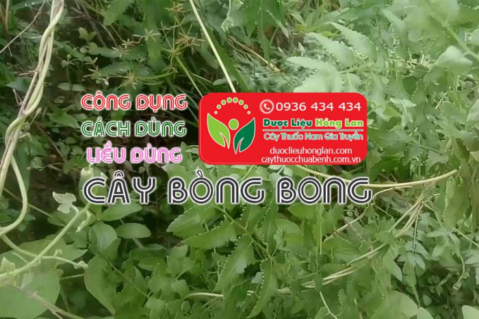 Mua bán Cây bòng bong giá từ 80.000đ/1kg giao hàng toàn quốc