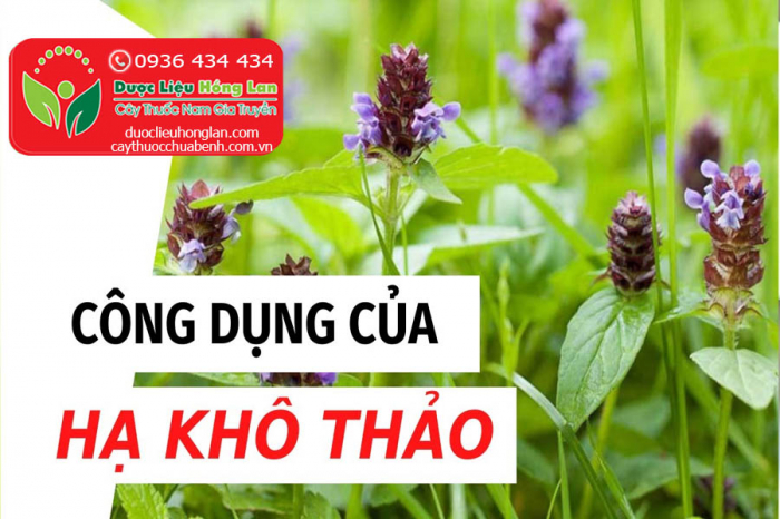 Mua bán cây hạ khô thảo giá từ 180.000đ/1kg giao hàng toàn quốc