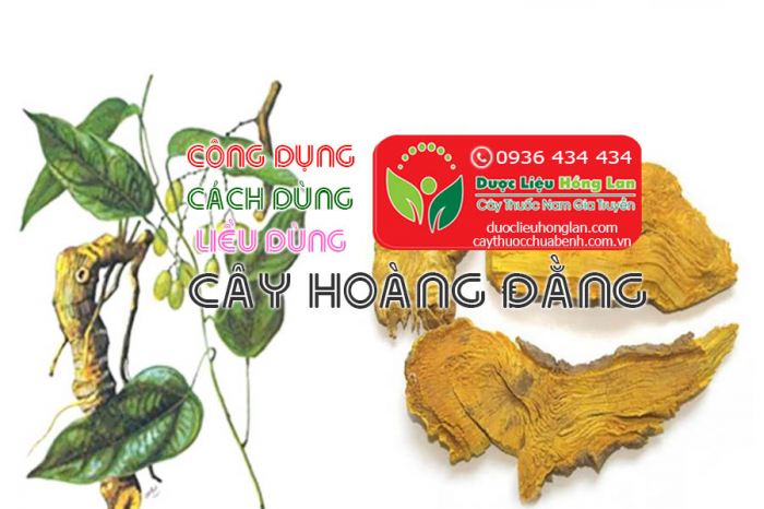 Mua bán cây Hoàng đằng giá từ 60.000đ/1kg giao hàng toàn quốc