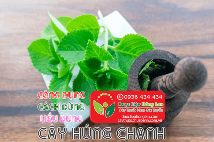 Mua bán Cây húng chanh khô giá từ 70.000đ/1kg giao hàng toàn quốc