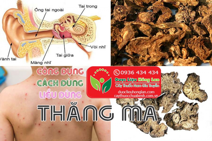 Mua bán Cây Thăng ma giá từ 220.000đ/kg giao hàng toàn quốc