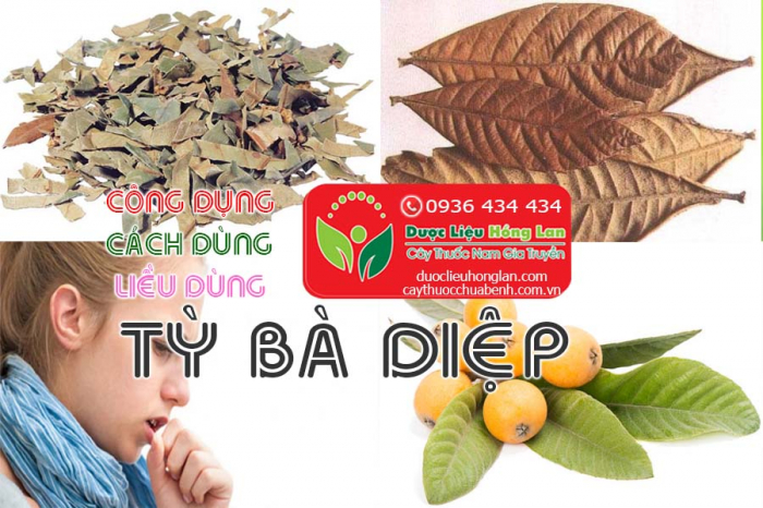 Mua bán Cây Tỳ bà diệp giá từ 70.000đ/kg giao hàng toàn quốc