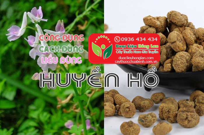 Mua bán Huyền hồ giá từ 320.000đ/1kg giao hàng toàn quốc