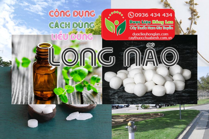 Mua bán cây long não giá từ 120.000đ/1kg giao hàng toàn quốc