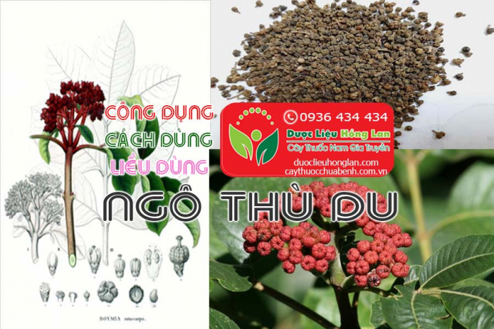 Mua bán Ngô thù du giá từ 350.000đ/1kg giao hàng toàn quốc