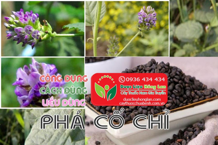 Mua bán Phá cố chỉ giá từ 170.000đ/kg giao hàng toàn quốc