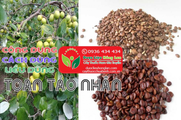 Mua bán vị thuốc Táo Nhân giá từ 380.000đ/kg giao hàng toàn quốc