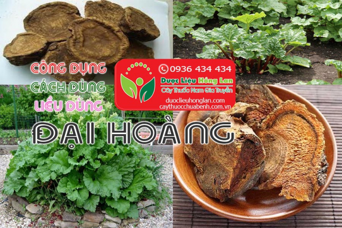 Mua bán Đại hoàng giá từ 130.000đ/kg giao hàng toàn quốc