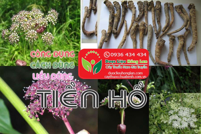 Mua bán Tiền hồ giá từ 230.000đ/kg giao hàng toàn quốc