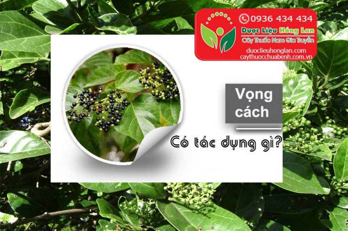 Mua bán Lá vọng cách khô giá từ 80.000đ/1kg giao hàng toàn quốc