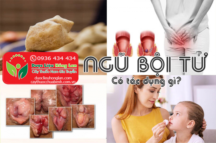 Mua bán Ngũ bội tử giá từ 380.000đ/1kg giao hàng toàn quốc