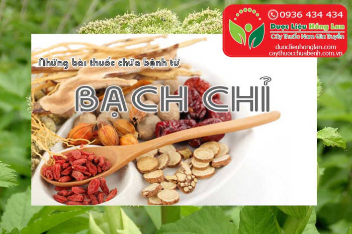 Mua bán Củ Cây Bạch Chỉ giá từ 130.000đ/kg giao hàng toàn quốc