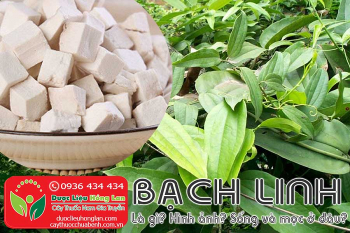 Mua bán Bạch linh giá từ 220.000đ/kg giao hàng toàn quốc