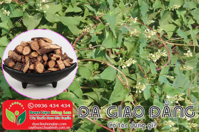 Mua bán Dạ giao đằng giá từ 180.000đ/kg giao hàng toàn quốc