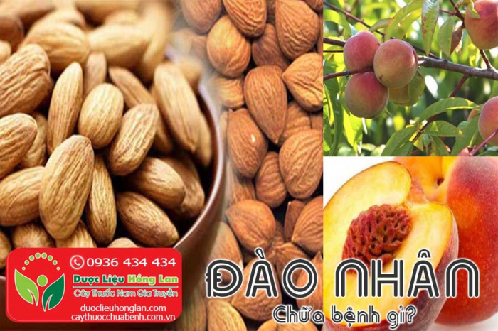 Mua bán vị thuốc Đào Nhân giá từ 140.000đ/kg giao hàng toàn quốc