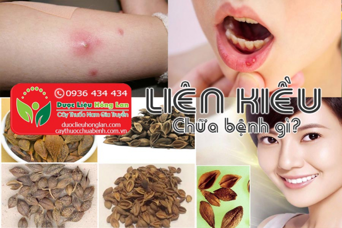 Mua bán cây Liên kiều giá từ 190.000đ/kg giao hàng toàn quốc