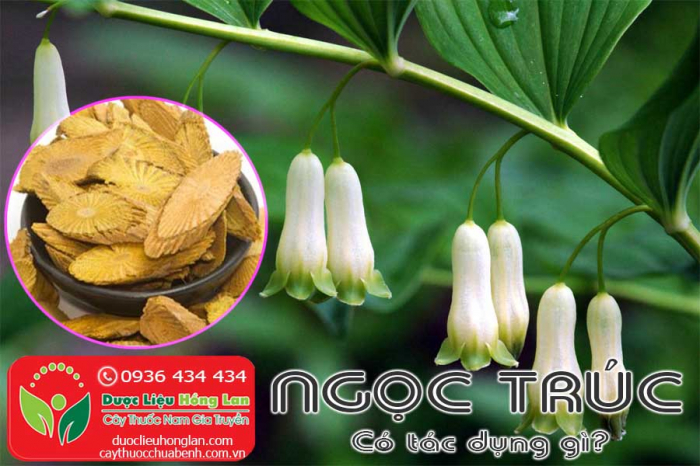 Mua bán Ngọc Trúc giá từ 330.000đ/kg giao hàng toàn quốc