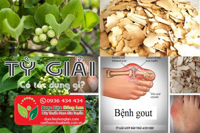 Mua bán Cây thuốc tỳ giải giá từ 100.000đ/kg giao hàng toàn quốc